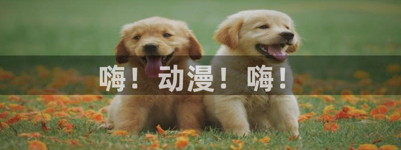 age动漫